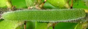 Cepora perimale scyllara - Final Larvae